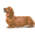 Miniature long-haired dachshund
