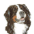 Bernese Mountain Dog (Singular )  
